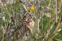 Argiope bruennichi