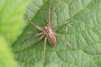 Pisaura mirabilis
