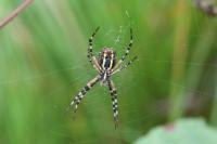 Argiope bruennichi