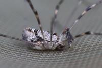 Dicranopalpus ramosus