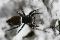 Heliophanus kochii