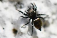 Heliophanus kochii