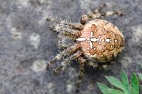Araneus diadematus