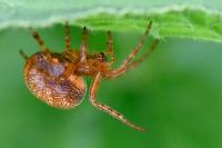 Araneus alsine