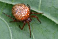 Araneus alsine
