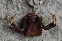 Pistius truncatus