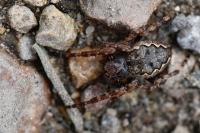 Nuctenea umbratica