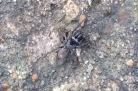 Atypus