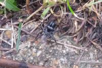 Atypus