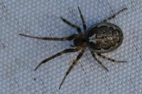 Zygiella x-notata
