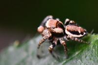 Evarcha falcata