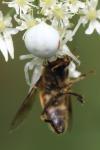 Misumena vatia