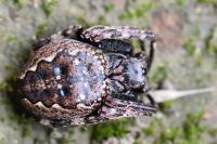 Nuctenea umbratica