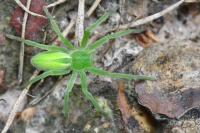 Micrommata virescens