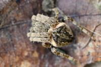 Araneus angulatus