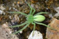 Micrommata virescens