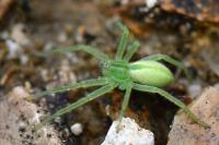Micrommata virescens