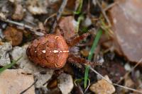 Araneus diadematus