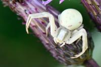 Misumena vatia