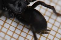 Atypus affinis