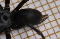 Atypus affinis