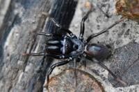 Atypus affinis