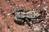 Marpissa muscosa