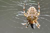 Araneus diadematus