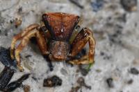 Pistius truncatus