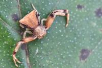 Pistius truncatus