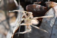 Micrommata virescens