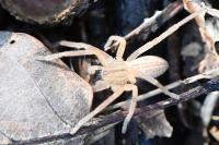 Micrommata virescens