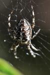 Araneus diadematus