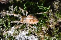 Araneus diadematus