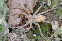 Micrommata virescens