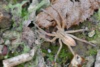 Micrommata virescens