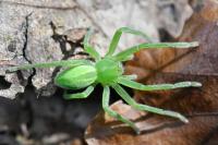 Micrommata virescens