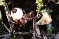 Araneus marmoreus