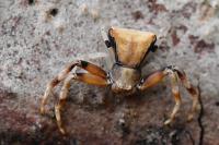 Pistius truncatus