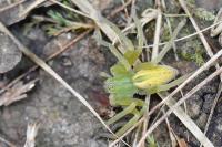 Micrommata virescens