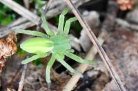 Micrommata virescens