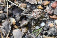 Araneus diadematus
