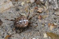 Araneus diadematus