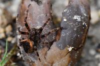 Araneus angulatus