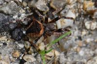 Araneus angulatus