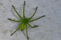 Micrommata virescens
