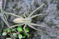 Micrommata virescens