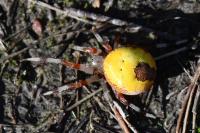 Araneus marmoreus