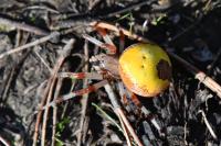 Araneus marmoreus
