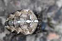 Araneus diadematus